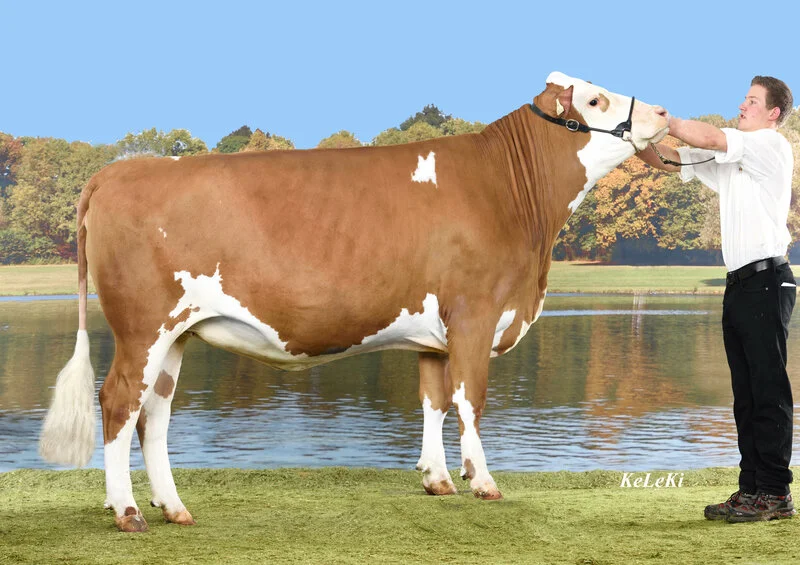 Overall winner with heifer, Sabine