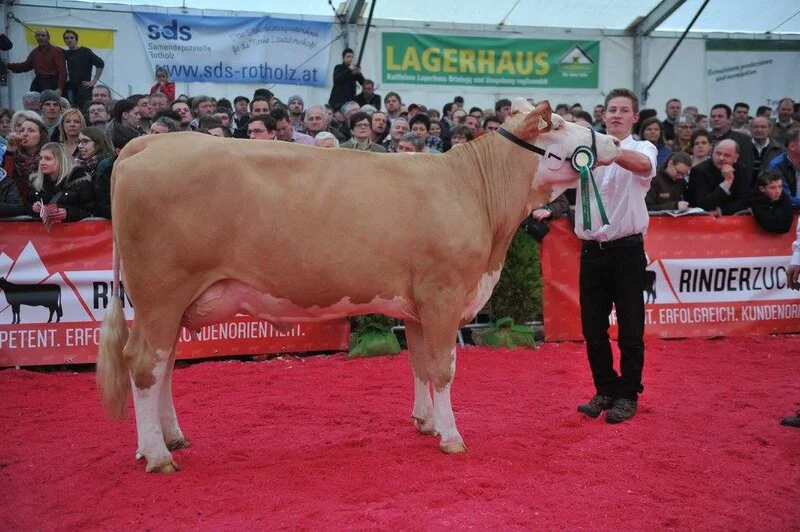 With young cow, Wanda, on the podium