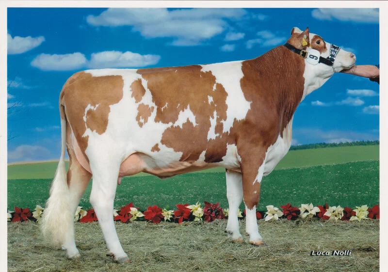National victory for young cow Louisi Three-country show - North, East and South Tyrol